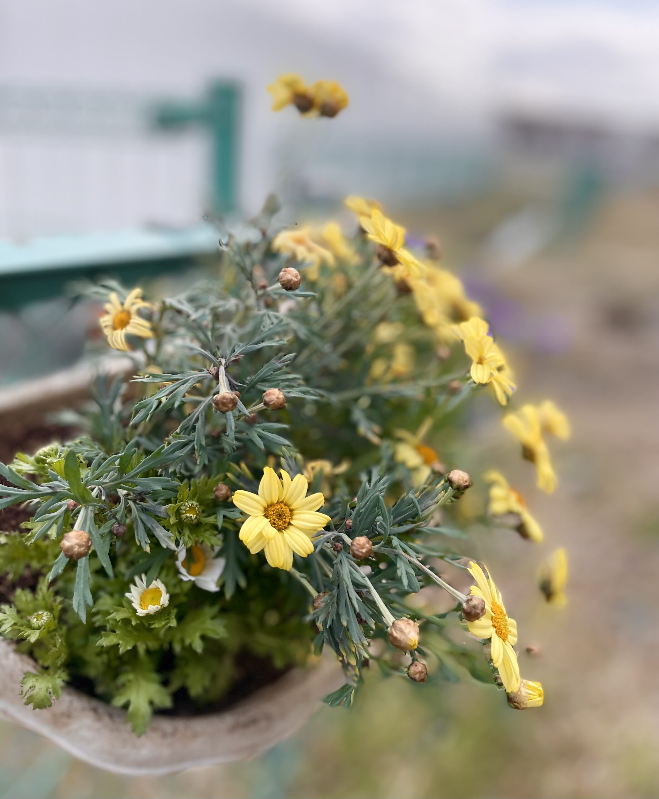 小春日和に寄せ植えを【ショートステイ】