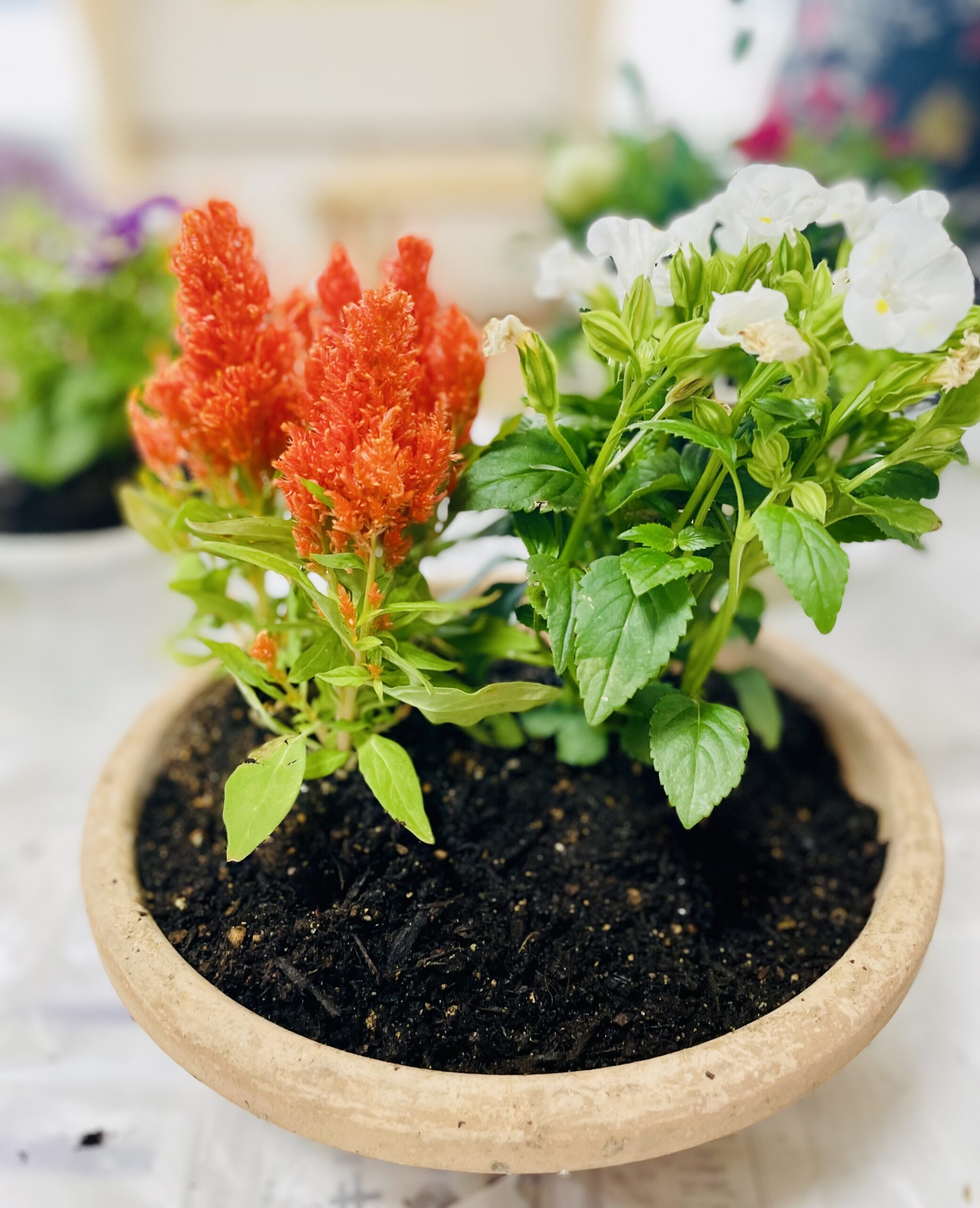 寄せ植えレクです【ショートステイ】